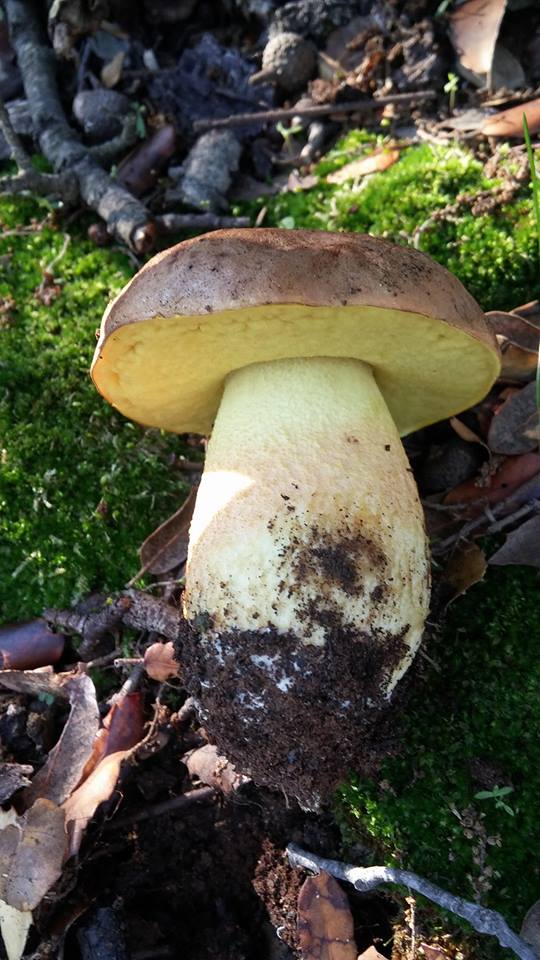 Cèpe de bordeau